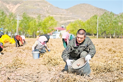 11月2日，農(nóng)民在西吉縣馬蓮鄉(xiāng)張堡塬村田間收獲馬鈴薯。
    時下正值馬鈴薯收獲季節(jié)，固原市西吉縣的田間地頭呈現(xiàn)一派繁忙的收獲景象。
    馬鈴薯是西吉縣的特色產(chǎn)業(yè)。近年來，西吉縣已經(jīng)形
    成了集生產(chǎn)、加工、銷售于一體的馬鈴薯全產(chǎn)業(yè)鏈發(fā)展模式。
    新華社記者 
    毛竹 攝