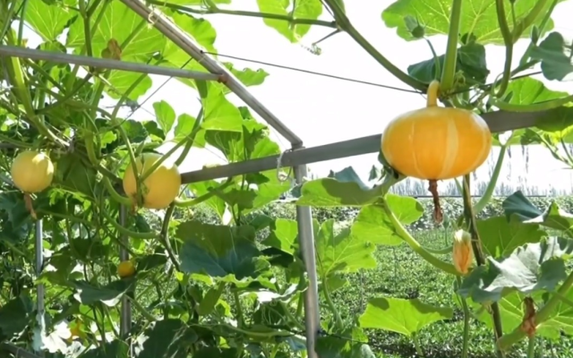 平羅縣五星村：壯大制種產業(yè) 促進產業(yè)融合發(fā)展