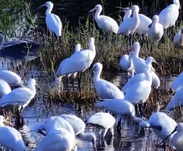 石嘴山市平羅縣：白琵鷺駐足天河灣 羽翼輕點水色天光