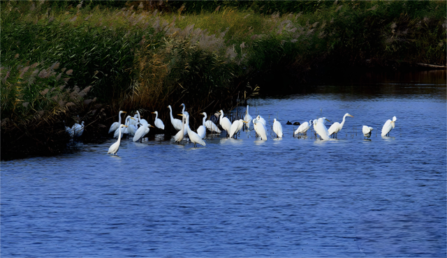 筑牢生態(tài)屏障 平羅天河灣濕地煥然新生