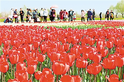     紅色——銀川花博園里盛開的郁金香紅似火焰。寧夏把良好生態(tài)環(huán)境作為最普惠的民生福祉，還百姓綠水青山，不斷滿足人民日益增長的優(yōu)美生態(tài)環(huán)境需要。                 本報記者 馬楠 攝