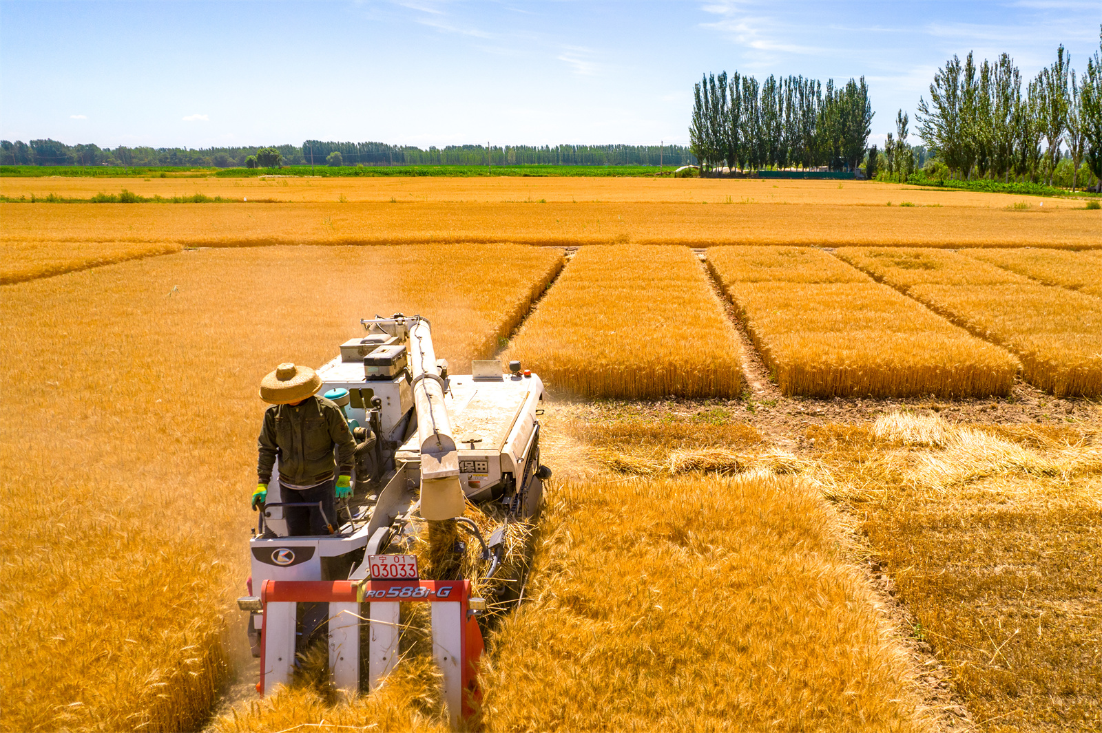 高清大圖：酷暑炎炎 寧夏小麥進(jìn)入收割季